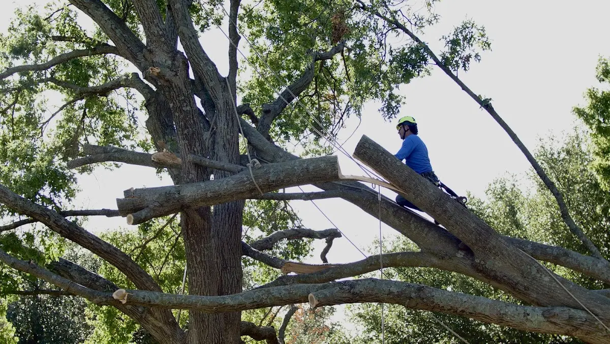 Professional Crown Thinning performed by certified arborists in Charlotte Court House
